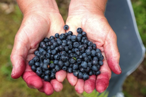 calendario frutta verdura luglio i prodotti di stagione