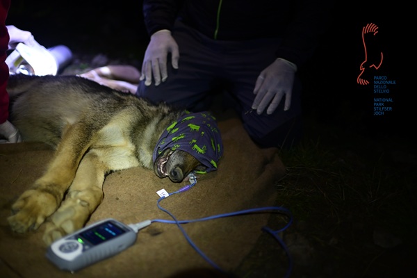 catturato un secondo lupo per il monitoraggio nel parco dello stelvio
