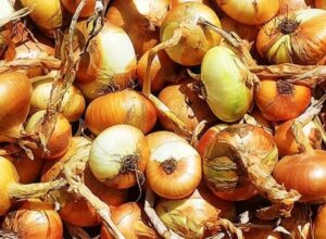 come conservare le cipolle in modo corretto