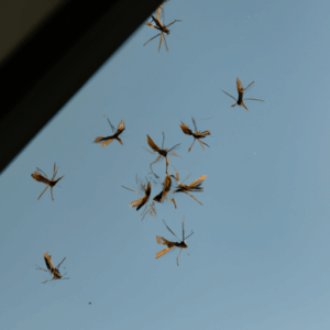 Come eliminare moscerini