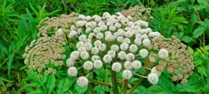 cosa fare se il vicino trascura il giardino