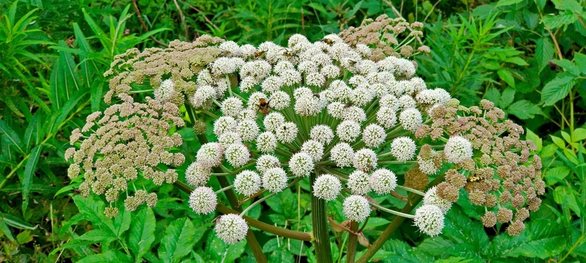 cosa fare se il vicino trascura il giardino