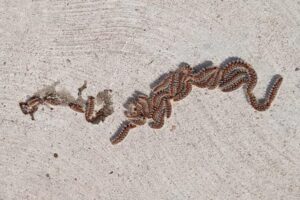 cosa fare se si trova una processionaria in casa