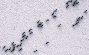 cosa odiano le formiche