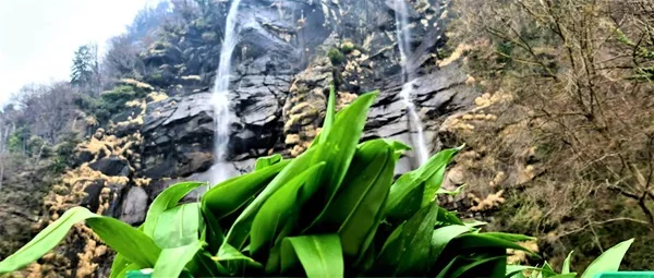 cucinare con l'erba orsina dell'acquafraggia