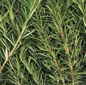 dal profumo alla salute tutto quello che può fare il rosmarino