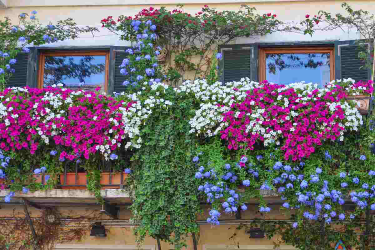 Fiori sul balcone|Fiori sul balcone