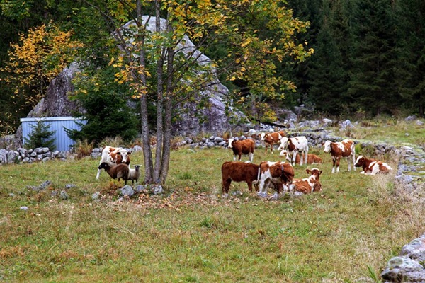 flora e fauna della riserva naturale della val di mello