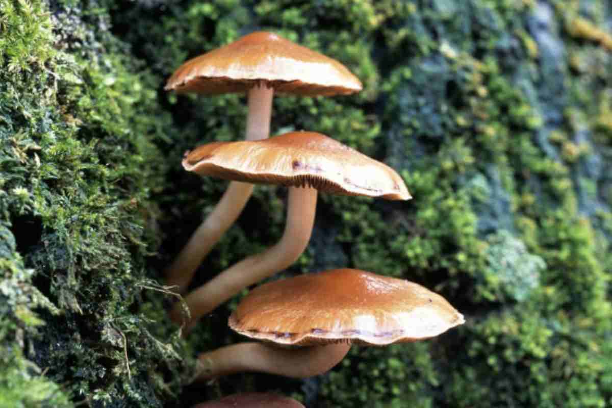 funghi-valtellinamobile.it-2025-09-30