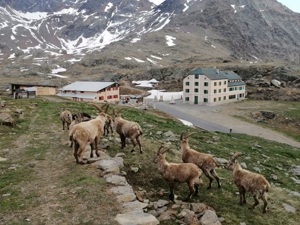 gli stambecchi sul gavia