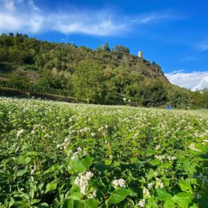 grano saraceno chi può lo semini, gli altri lo mangino
