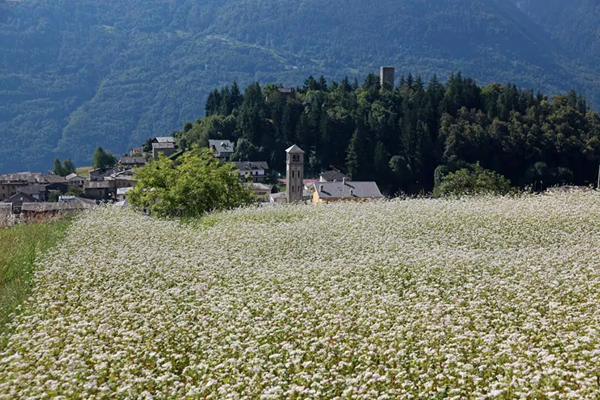 grano saraceno fiorito a teglio