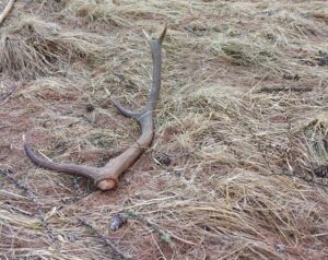 i cervi perdono il palco