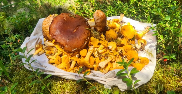 i funghi più pericolosi in valtellina