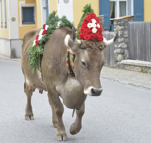 i lavori più pagati in svizzera