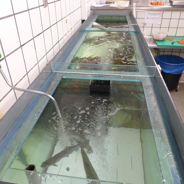 i lavori più redditizi in svizzera senza formazione accademica