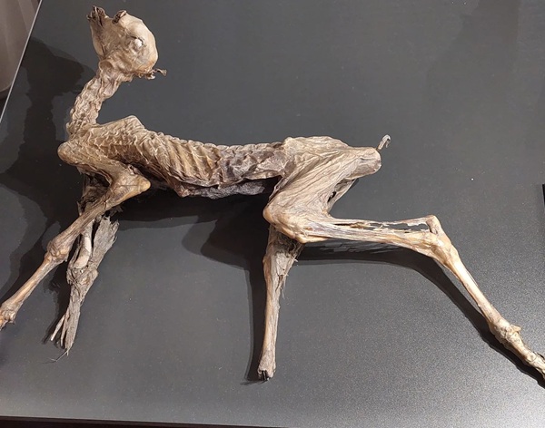 il caldo favorisce la scoperta di mummie dei ghiacciai