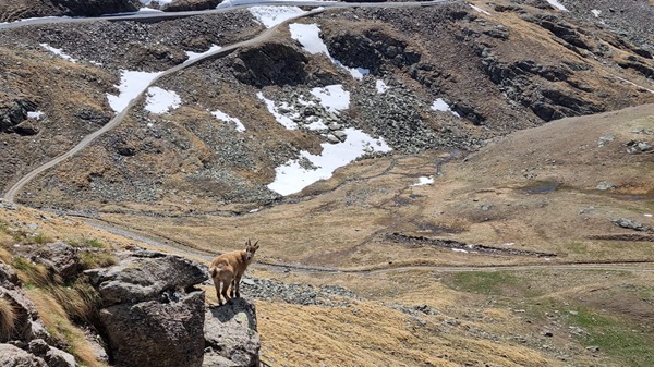 il guardiano del gavia