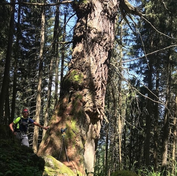 il larice antico di albosaggia il larèsù