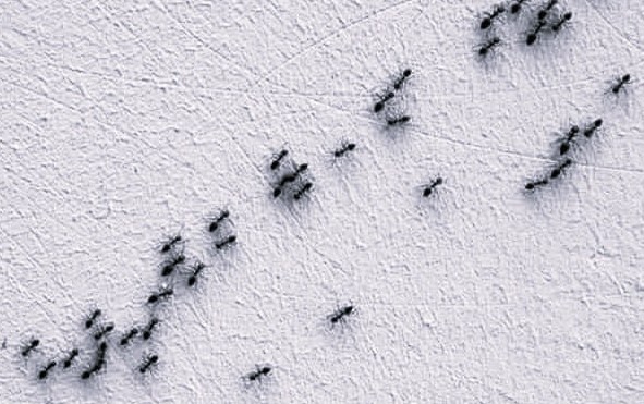 il sale alleato naturale contro le formiche
