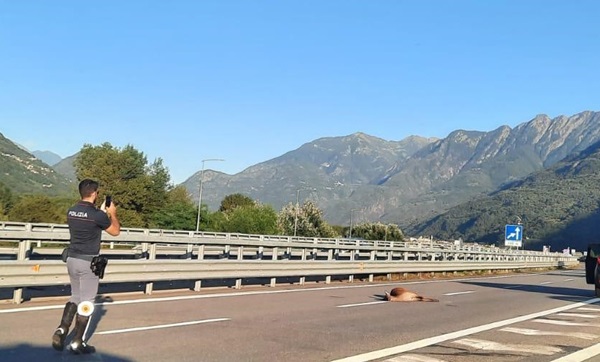 incidente con fauna selvatica come richiedere il rimborso