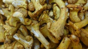 la prima causa di morte dei fungiatt