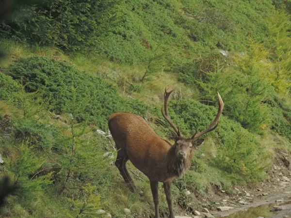 la provincia di sondrio vende cervo all'asta