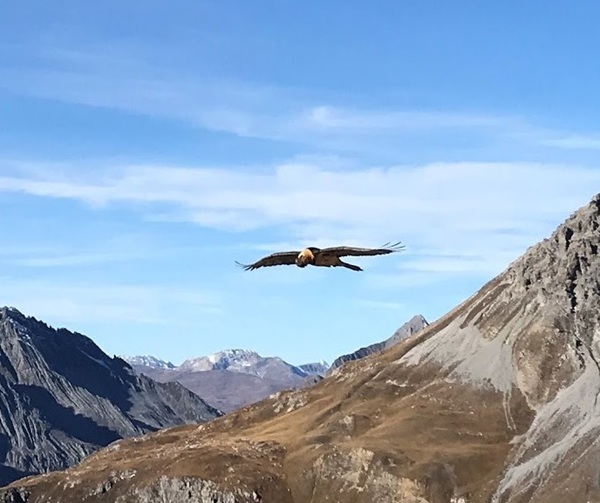 la strage silenziosa di aquile reali e avvoltoi