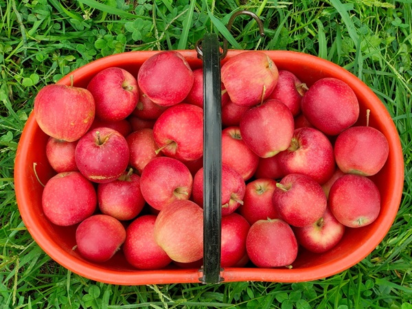 le caratteristiche distintive della mela di valtellina igp