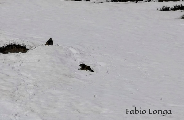 le marmotte sono tornate a farsi vedere a livigno