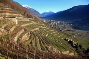 le origini della viticoltura in valtellina