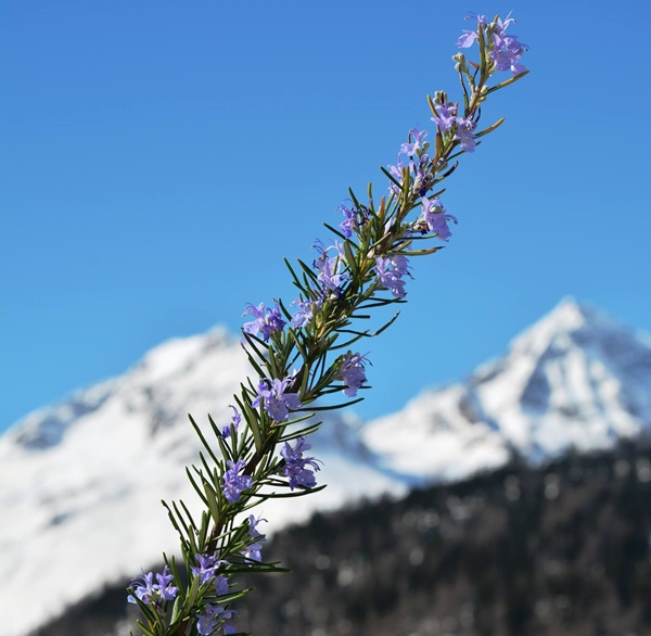 le piante da tenere in camera da letto per un sonno migliore