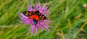 le piante illegali in italia