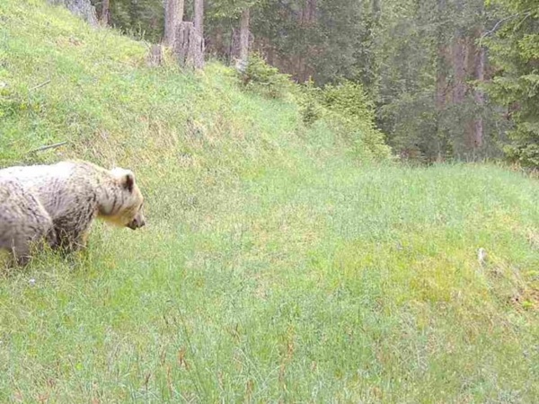 l’orso riappare in bassa engadina|orso engadina