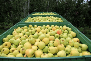 mangiare una mela al giorno mangiare una mela al giorno