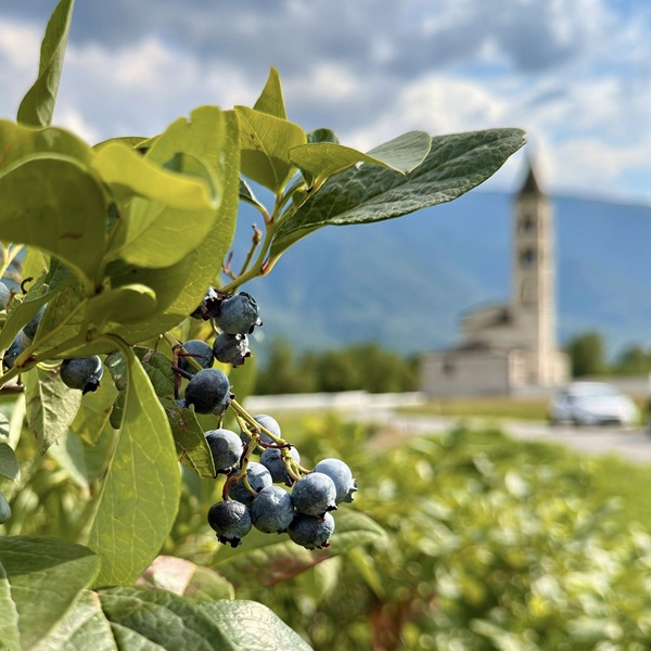 mirtilli della valtellina tesoro alpino tra gusto e salute