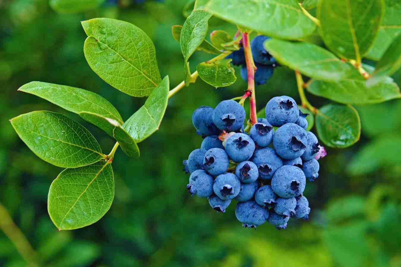 pericolo di bacche velenose|