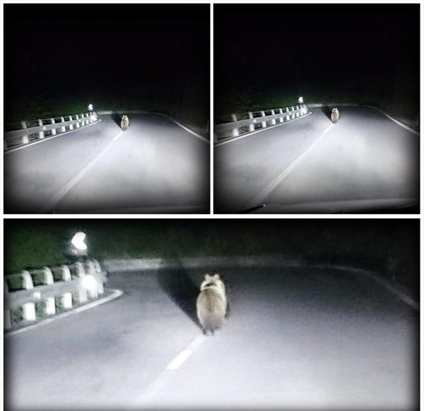 orso avvistato vicino alla statale 39 per aprica|Orso M25 Valtellina