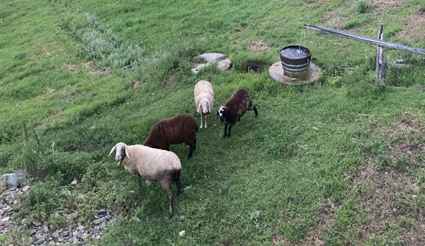 pascolo degli animali a livigno le regole