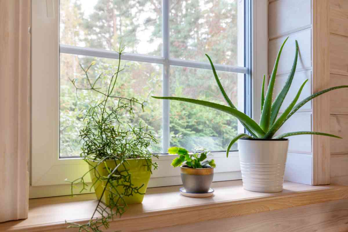 piante-casa-20250923-valtellinamobile.it-