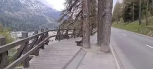 piante che invadono la proprietà altrui regole e distanze