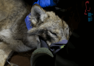 prima lupa catturata dai ricercatori nel parco nazionale dello stelvio