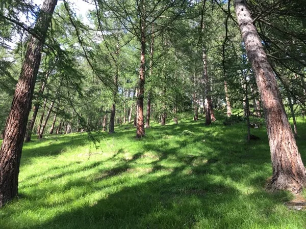 quali sono i benefici del bosco