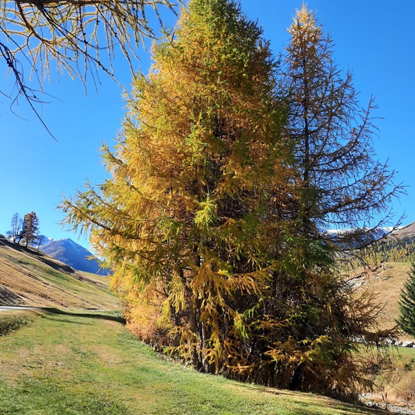quando l’autunno incanta la valtellina colori, odori e silenzi alpini