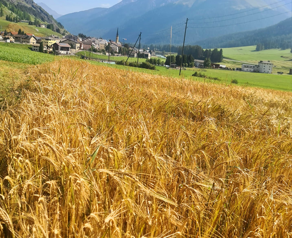 quanto guadagna un agricoltore in svizzera