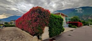 rami del vicino nel tuo giardino cosa puoi (e non puoi) fare