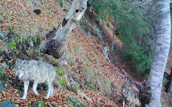 richiesta l’eliminazione del branco di lupi moesola