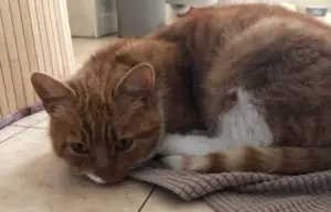 rumori e odori molesti di animali domestici