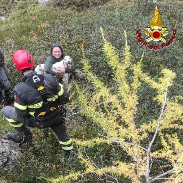 salvato dai vigili del fuoco cane precipitato in un crepaccio roccioso
