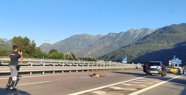 le raccomandazioni della polizia provinciale